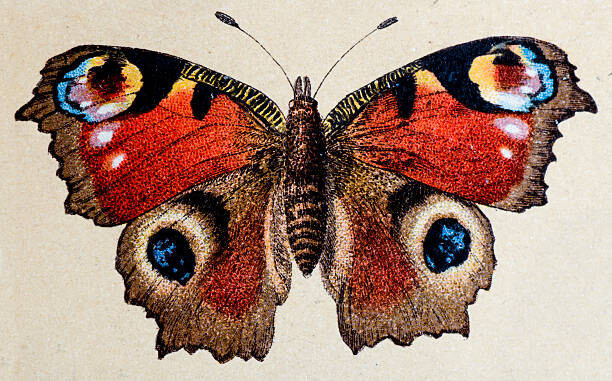 ilbusca Umělecká fotografie European Peacock , insect animals antique, ilbusca, (40 x 24.6 cm)