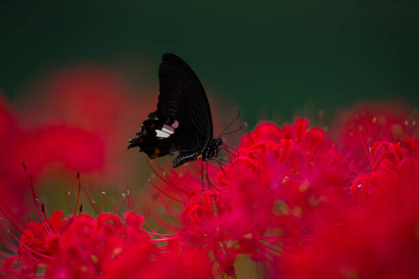 qrsk Umělecká fotografie A swallowtail butterfly and Red Spider lilies, qrsk, (40 x 26.7 cm)