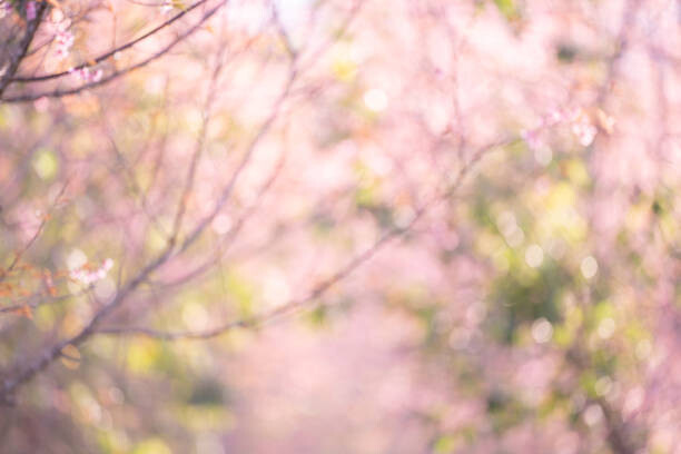 Issarawat Tattong Ilustrace Pink sakura flowers, dreamy romantic spring, Issarawat Tattong, (40 x 26.7 cm)