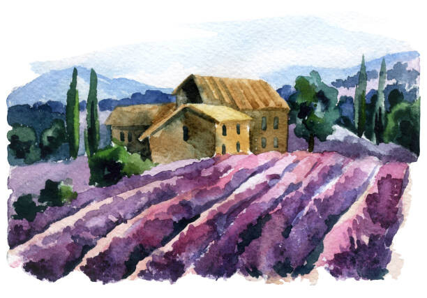 Tanya Syrytsyna Ilustrace Watercolor lavender field landscape. Summer in, Tanya Syrytsyna, (40 x 26.7 cm)