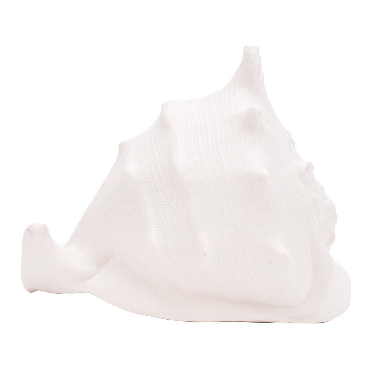 Signes Grimalt  Obrázek Concha Dekorace  Bílá