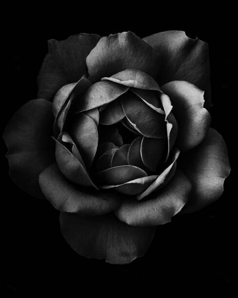 Alex Blessing Umělecká fotografie Black and white close up of garden rose, Alex Blessing, (30 x 40 cm)