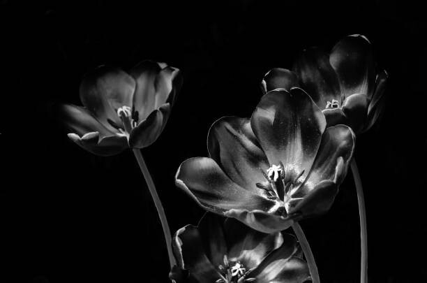 valilung Umělecká fotografie Black and white tulips, valilung, (40 x 26.7 cm)