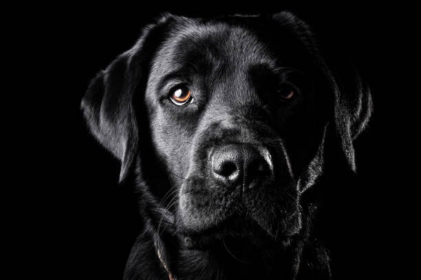 Oszkár Dániel Gáti Umělecká fotografie Portrait of a black Labrador., Oszkár Dániel Gáti, (40 x 26.7 cm)