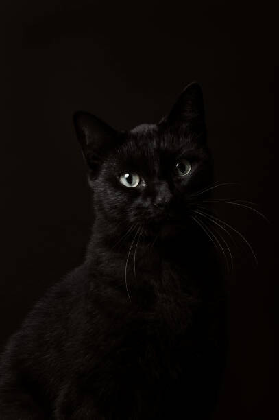 christopher soetaert Umělecká fotografie Portrait of black cat, christopher soetaert, (26.7 x 40 cm)