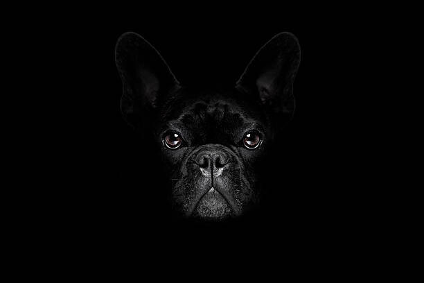 damedeeso Umělecká fotografie dog isolated on black, damedeeso, (40 x 26.7 cm)
