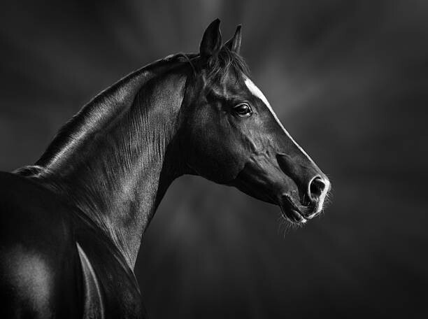 Abramova_Kseniya Umělecká fotografie Portrait of black arabian horse, Abramova_Kseniya, (40 x 30 cm)