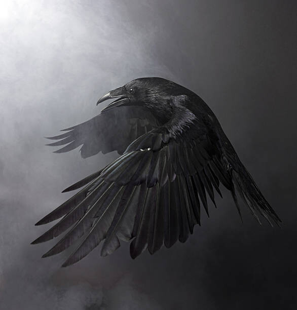 Conceptor Umělecká fotografie Black Raven, Conceptor, (40 x 40 cm)