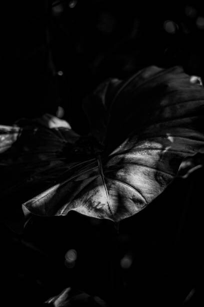 Akira Nakatani Umělecká fotografie Big leaf in black and white scene., Akira Nakatani, (26.7 x 40 cm)