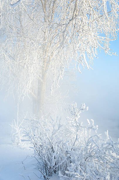 ekina Umělecká fotografie Trees covered with rime, ekina, (26.7 x 40 cm)