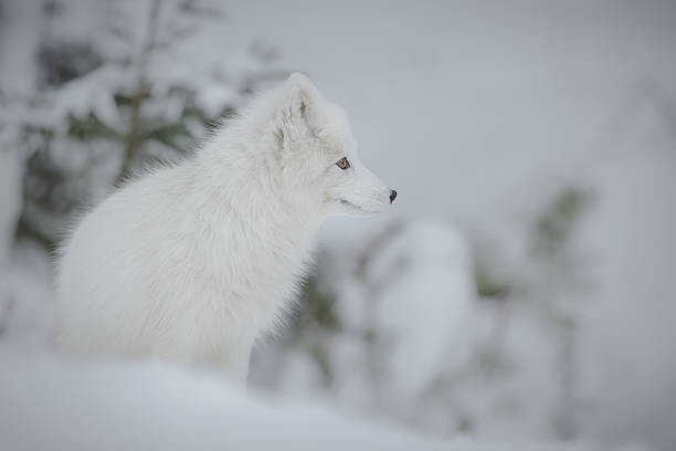 Neil_Burton Umělecká fotografie Arctic fox, Neil_Burton, (40 x 26.7 cm)