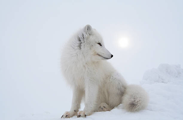 DmitryND Umělecká fotografie Polar fox in overcast day., DmitryND, (40 x 26.7 cm)