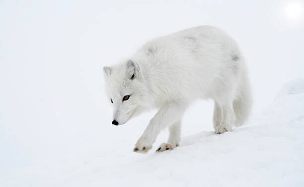 DmitryND Umělecká fotografie Polar fox steps out briskly., DmitryND, (40 x 24.6 cm)
