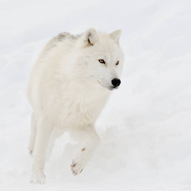 Maxime Riendeau Umělecká fotografie Artic wolf (Canis lupus arctos) in snow, Maxime Riendeau, (40 x 40 cm)
