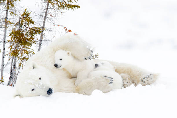AndreAnita Umělecká fotografie Polar bear (Ursus maritimus), AndreAnita, (40 x 26.7 cm)