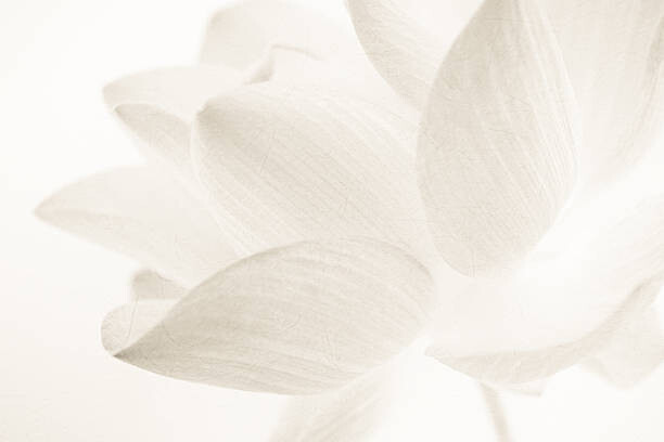 number1411 Umělecká fotografie sweet color lotus in soft and blur style, number1411, (40 x 26.7 cm)
