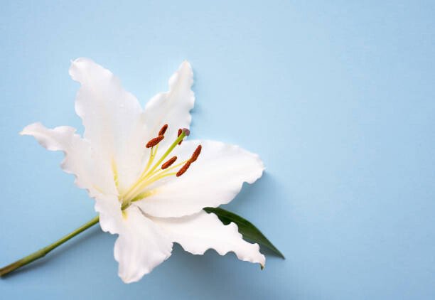 Anna Blazhuk Umělecká fotografie One Easter lily white flower over blue background, Anna Blazhuk, (40 x 26.7 cm)