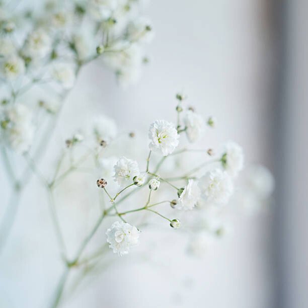 Zaikina Umělecká fotografie Small  White Flowers  blurred,, Zaikina, (40 x 40 cm)
