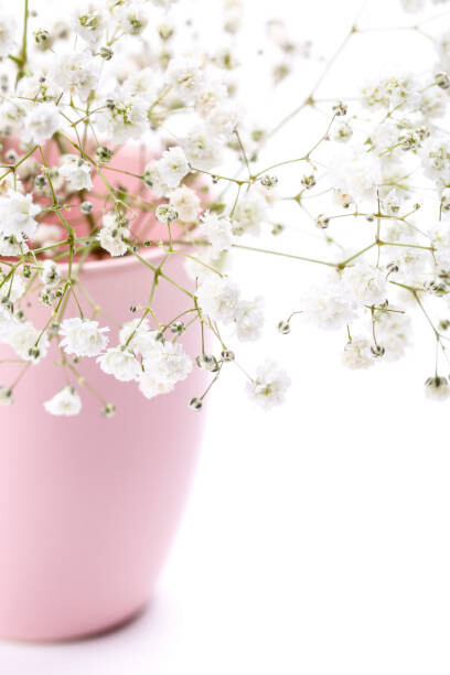 5second Umělecká fotografie Gypsophila flowers in pink vase on, 5second, (26.7 x 40 cm)