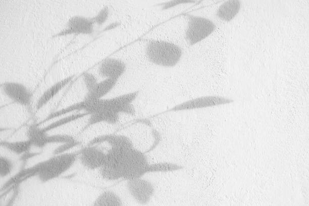 Anna Blazhuk Umělecká fotografie Bush leaves shadow over textured white, Anna Blazhuk, (40 x 26.7 cm)