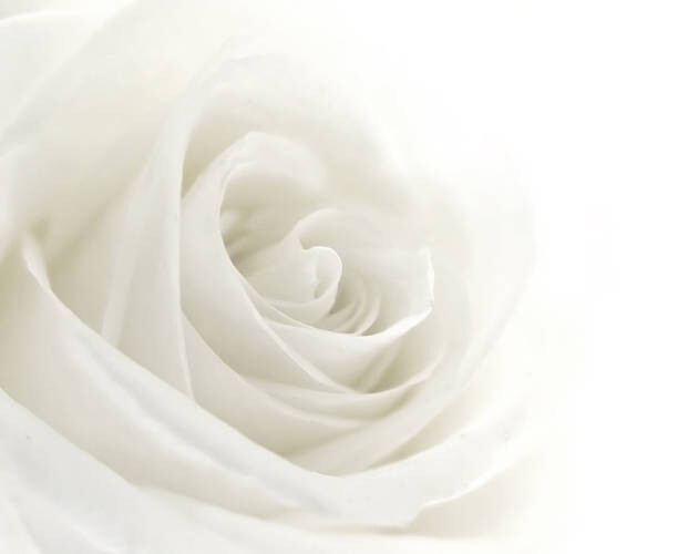 VIDOK Umělecká fotografie A close-up of a single white rose, VIDOK, (40 x 35 cm)