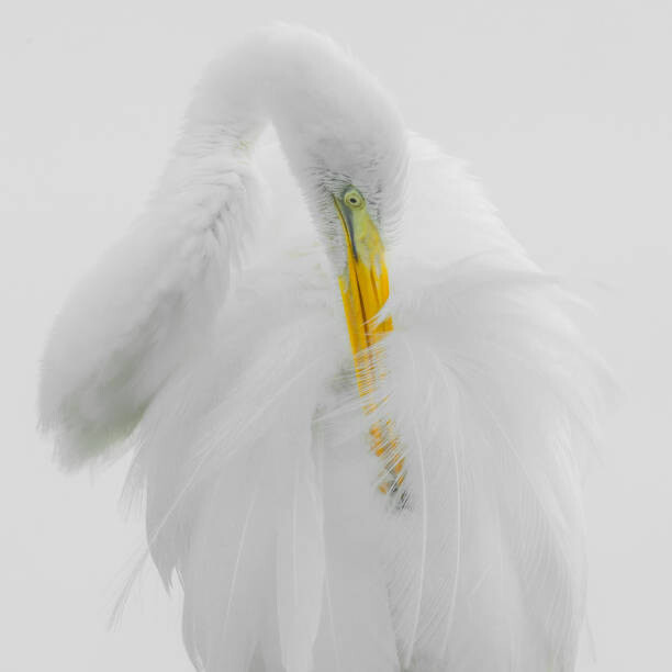 fotoguy22 Umělecká fotografie Great White Heron High Key Preening, fotoguy22, (40 x 40 cm)