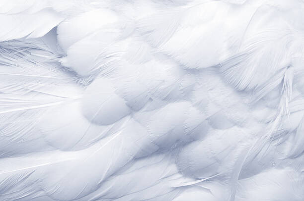 pixonaut Umělecká fotografie Goose Feathers Background, pixonaut, (40 x 26.7 cm)