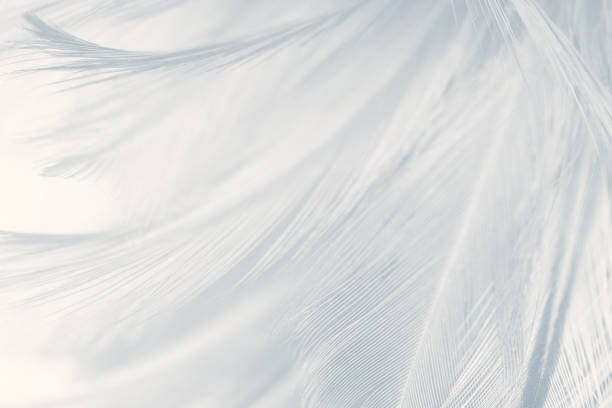 nadtytok Umělecká fotografie Beautiful white gray colors tone feather, nadtytok, (40 x 26.7 cm)