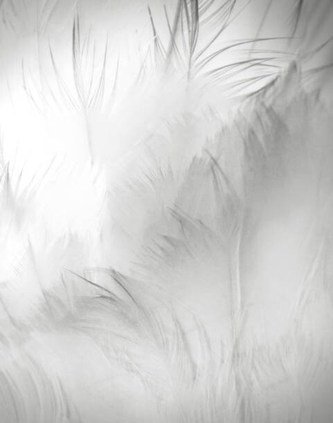 Vicki Jauron, Babylon and Beyond Photography Umělecká fotografie Close Up Detail of Swan Feathers, Vicki Jauron, Babylon and Beyond Photography, (30 x 40 cm)