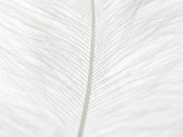 Ana Maria Serrano Umělecká fotografie Abstract background of white feather close up., Ana Maria Serrano, (40 x 30 cm)