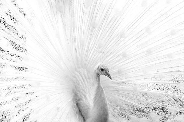 VittoriaChe Umělecká fotografie White peacock, VittoriaChe, (40 x 26.7 cm)