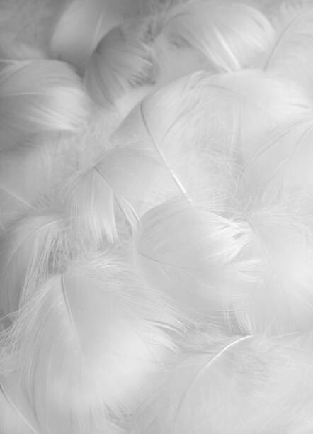 Vera Chitaeva Umělecká fotografie Abstract blurred background of feathers. White, Vera Chitaeva, (30 x 40 cm)