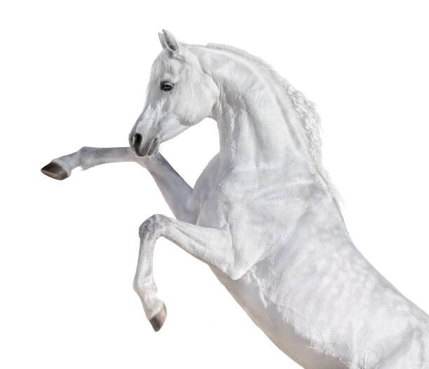 Abramova_Kseniya Umělecká fotografie White Arabian horse rearing up., Abramova_Kseniya, (40 x 35 cm)