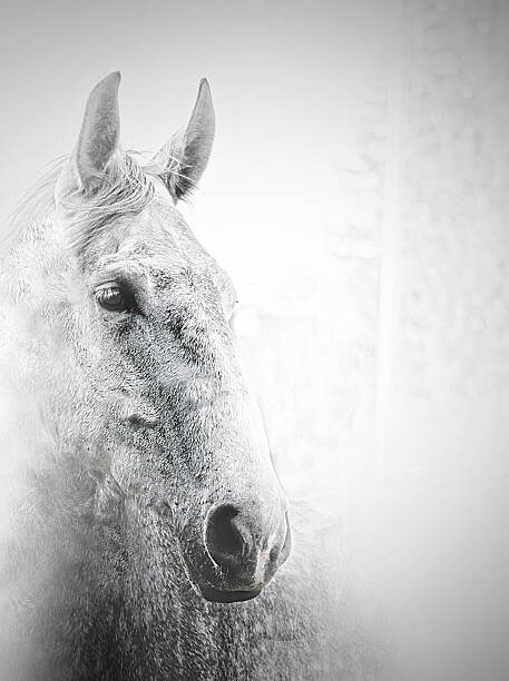 Carmelka Umělecká fotografie White horse, Carmelka, (30 x 40 cm)