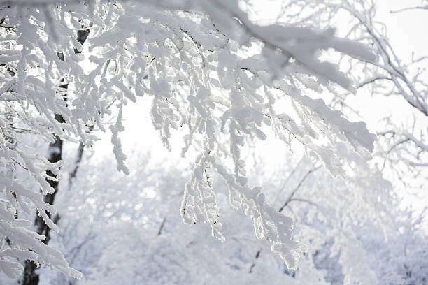 Scharfsinn86 Umělecká fotografie Trees in the snow,, Scharfsinn86, (40 x 26.7 cm)