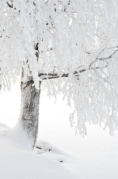 Eerik Umělecká fotografie Snow and frost covered birch tree on riverbank, Eerik, (26.7 x 40 cm)