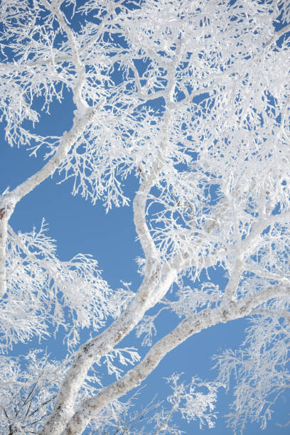 Alexandra Scotcher Umělecká fotografie Frost covered branches against blue sky, Alexandra Scotcher, (26.7 x 40 cm)