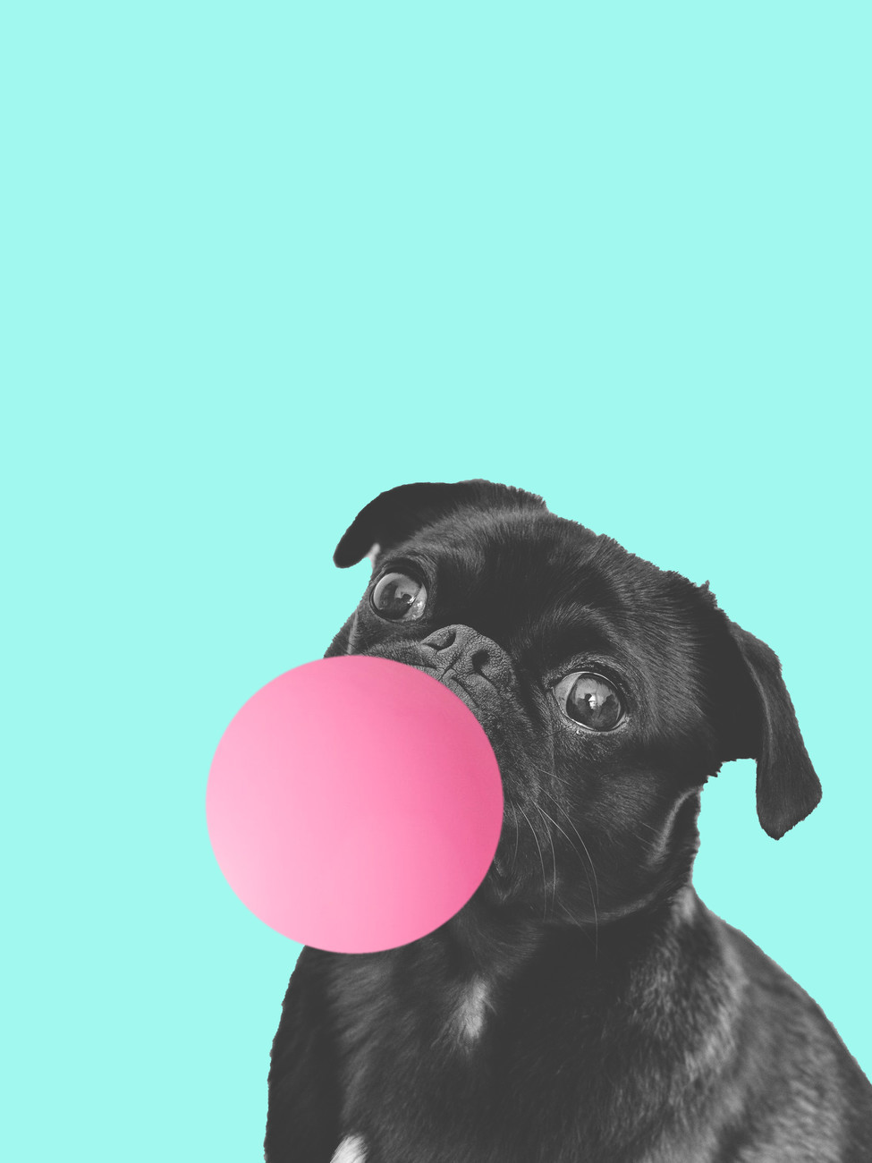 Finlay & Noa Ilustrace Bubblegum dog, Finlay & Noa, (30 x 40 cm)