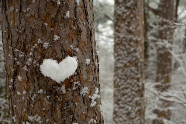 Tanya Stetcyuk Umělecká fotografie heart made of snow on a tree trunk, Tanya Stetcyuk, (40 x 26.7 cm)