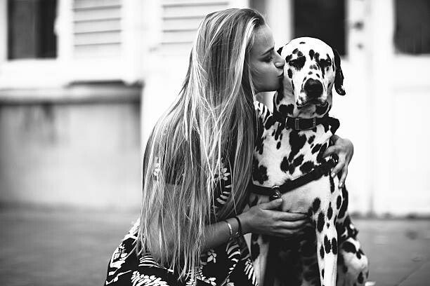 Kevin Vandenberghe Umělecká fotografie dalmatian dog in the studio, Kevin Vandenberghe, (40 x 26.7 cm)