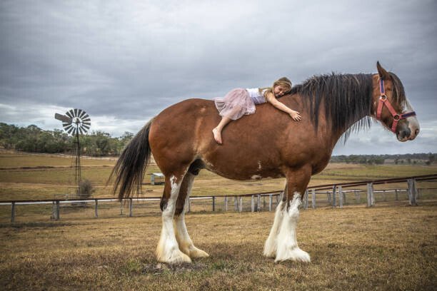 David Trood Umělecká fotografie Small girl lying on huge Clydesdale horse, David Trood, (40 x 26.7 cm)