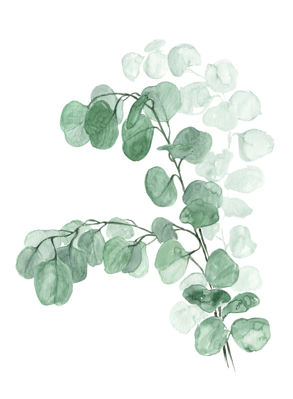 Blursbyai Ilustrace Watercolor silver dollar eucalyptus, Blursbyai, (30 x 40 cm)