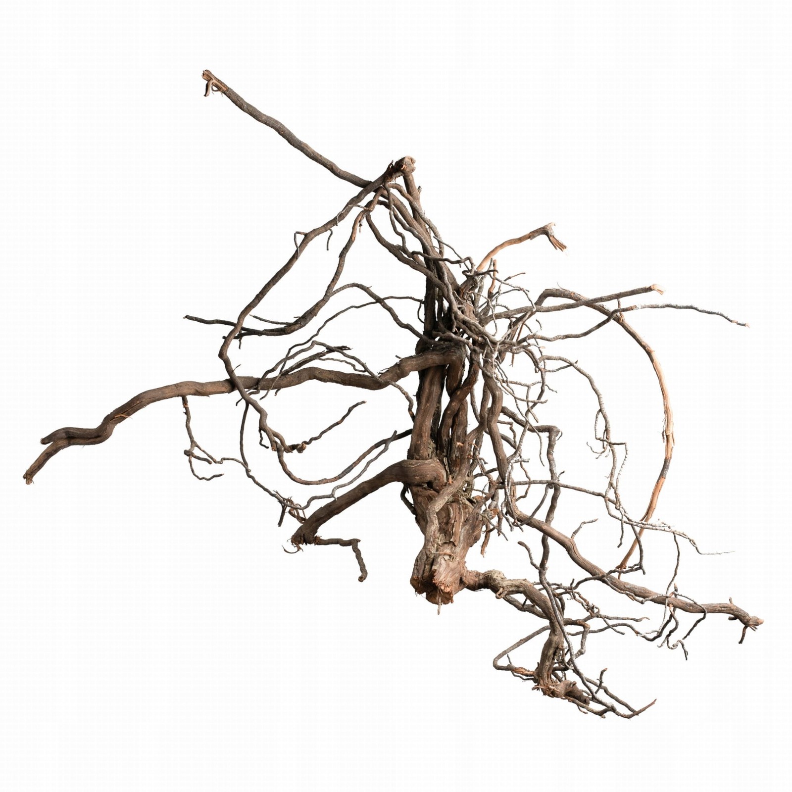 BioVine Roots L Jihoafrická réva Kořen vinné révy Přírodní Ozdoba pro Terárium 50-60cm