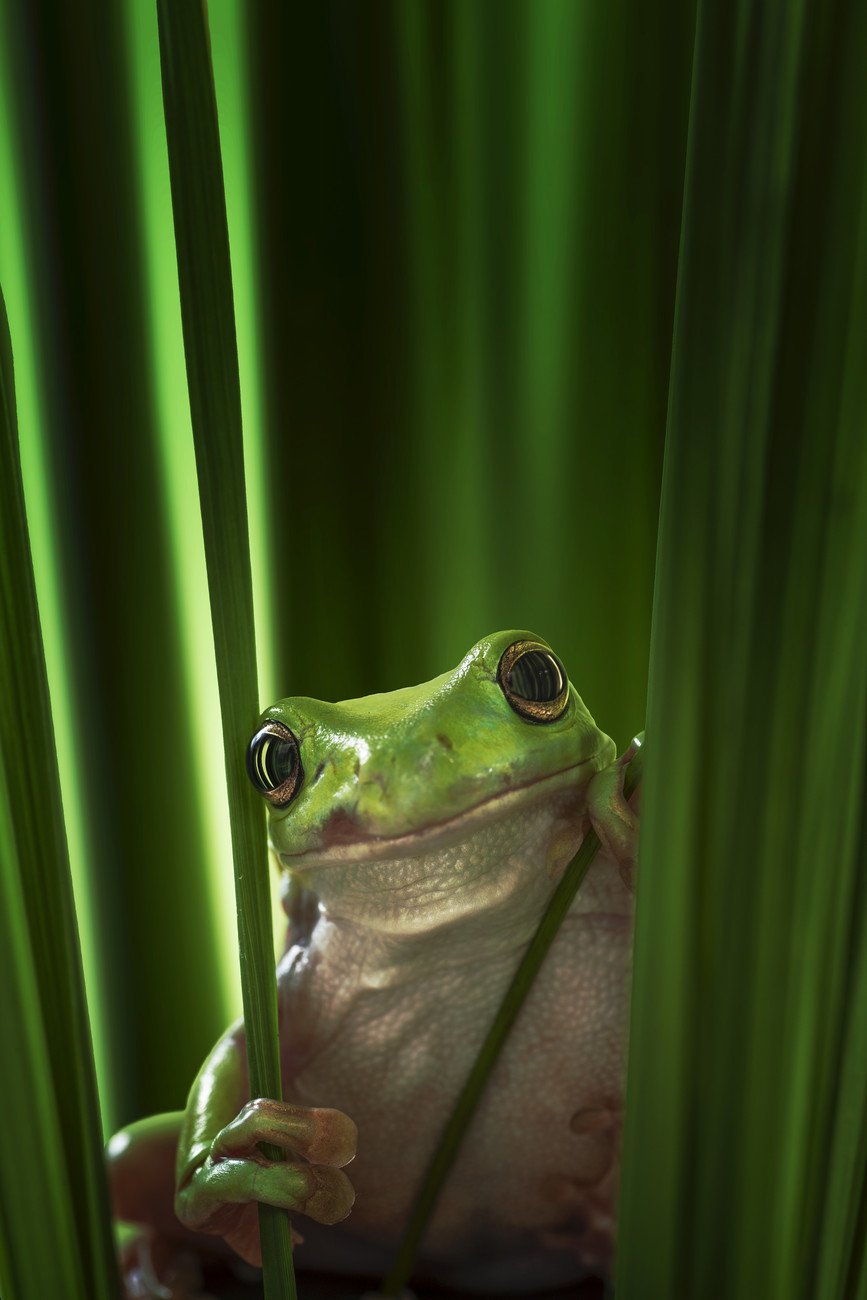 Ahmad Gafuri Umělecká fotografie Green Frog, Ahmad Gafuri, (26.7 x 40 cm)