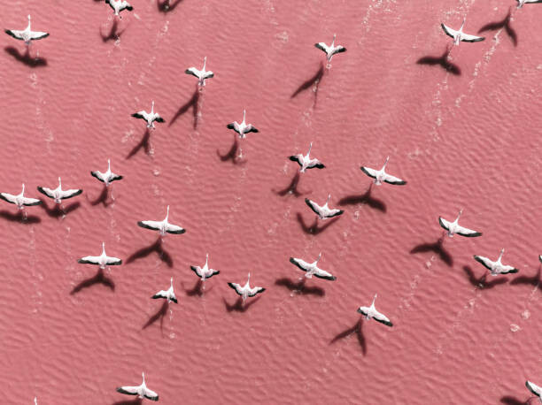 Abstract Aerial Art Umělecká fotografie Drone image close to flamingos flying, Abstract Aerial Art, (40 x 30 cm)