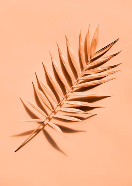 lenta Umělecká fotografie Palm leaf close up, lenta, (30 x 40 cm)