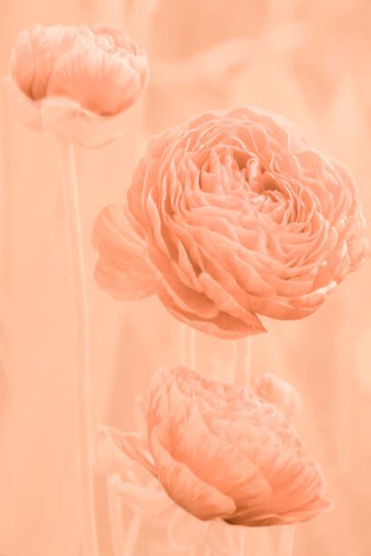 Tatiana rico Umělecká fotografie Flowers and buds of apricot-colored ranunculus, Tatiana rico, (26.7 x 40 cm)