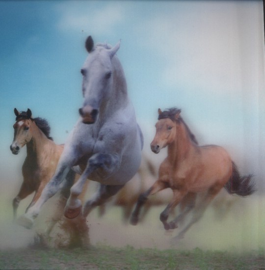 Horses in Dust - 3D pohlednice (MPF 11) | Neuveden