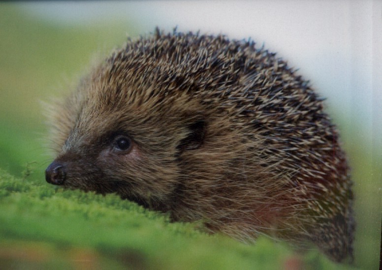 Hedgehog - 3D pohlednice (MPF09) | Neuveden