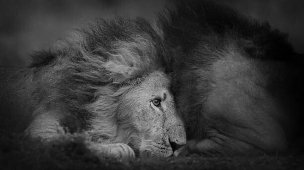 Vicki Jauron, Babylon and Beyond Photography Umělecká fotografie Beautiful Portrait of Two Male Lions, Vicki Jauron, Babylon and Beyond Photography, (40 x 22.5 cm)